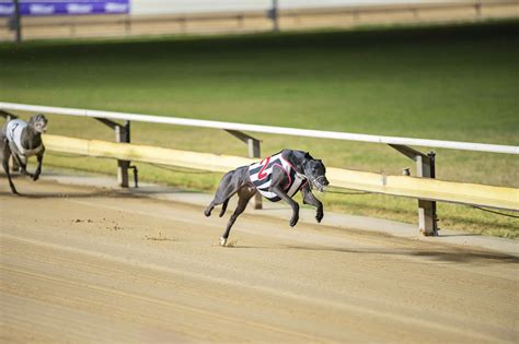 cannington dogs results|Cannington Greyhound Race Results .
